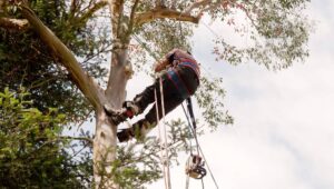 What Determines the Cost of Tree Felling 300x170