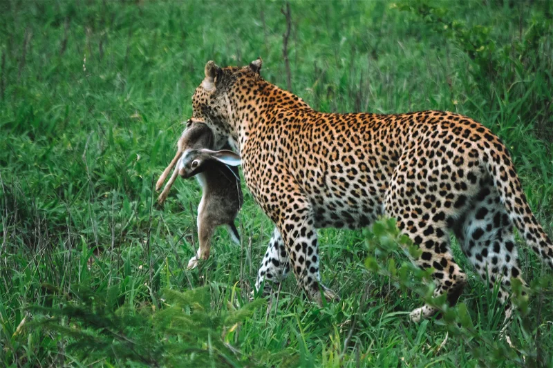 honeyguide khoka moya wildlife 9 1